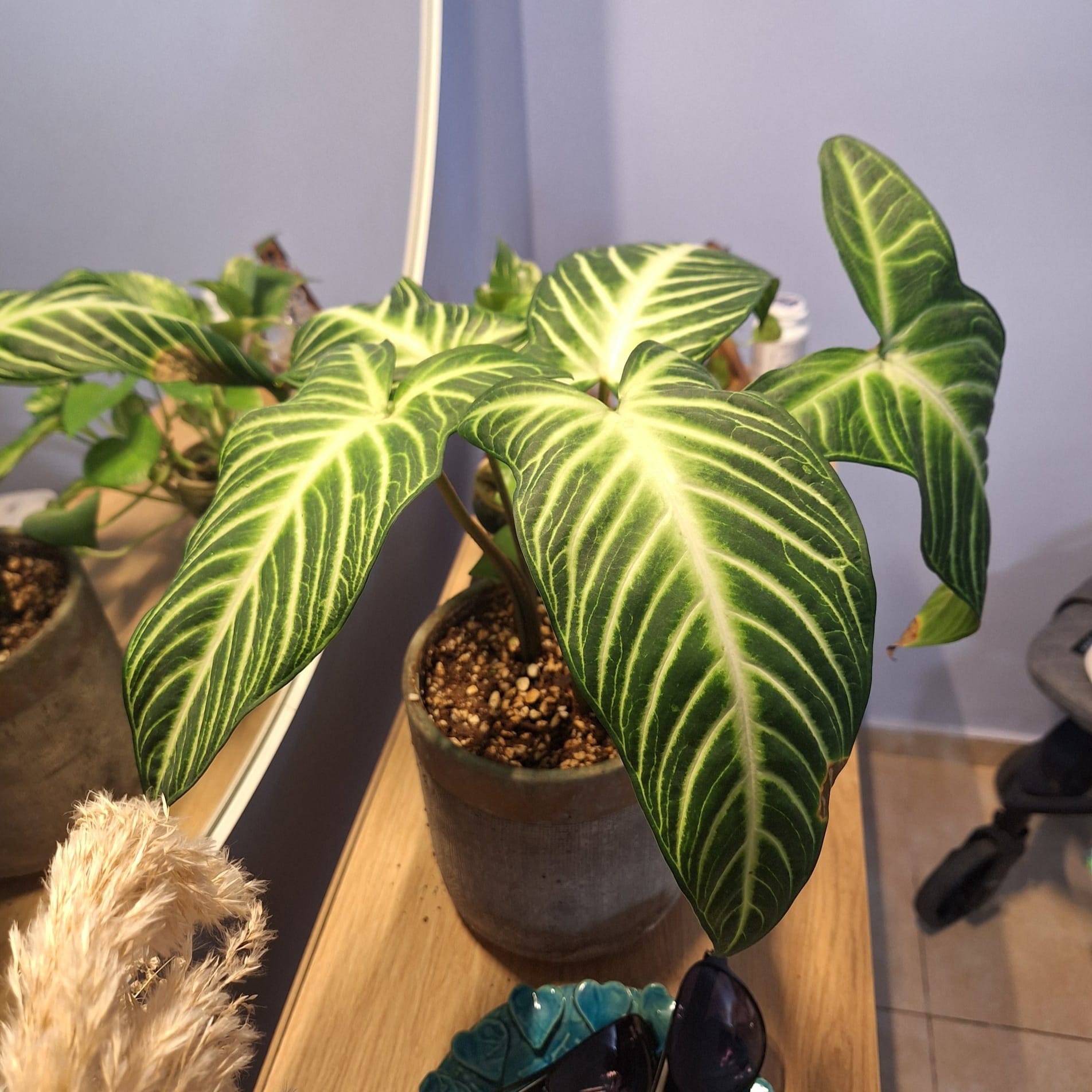Caladium — מינים בוטניים